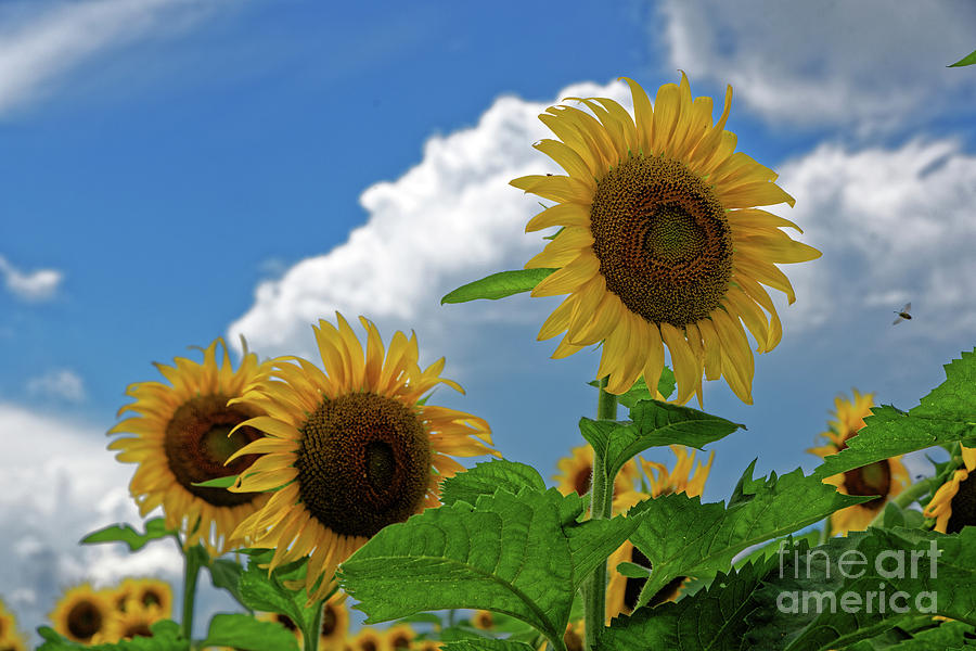 Sunflower Sisters Photograph by Paul Mashburn