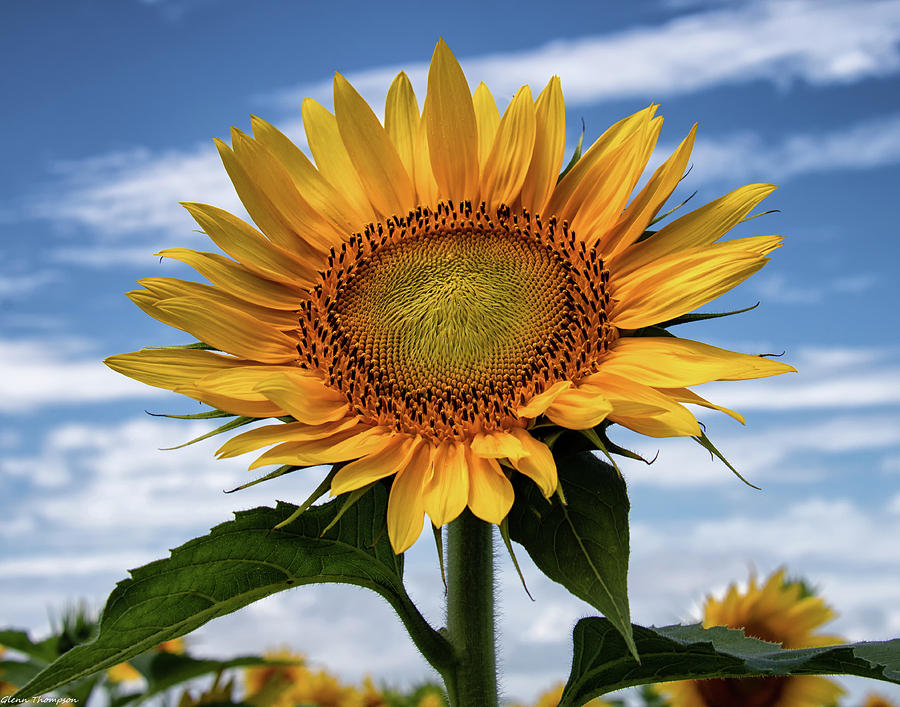 Sunflower Sky Photograph by Glenn Thompson - Fine Art America