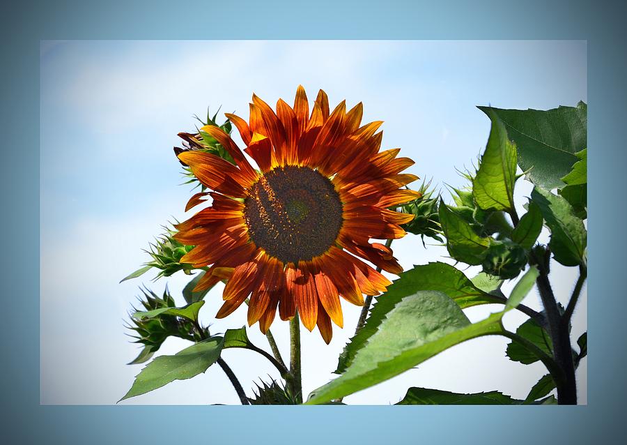 Sunflower Photograph - Sunflower Sky High by Marjorie Tietjen