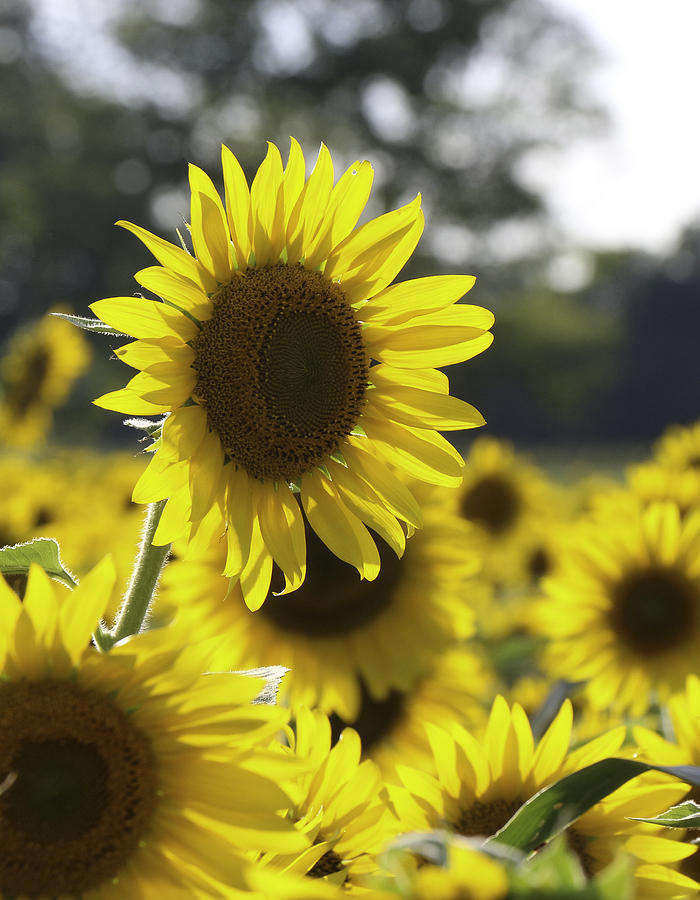 Sunflower Smile Photograph by Blake Tumbleson