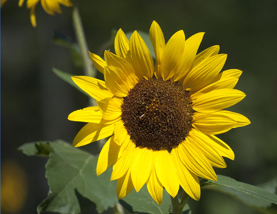Sunflower Photograph - Sunflower Smile by Charles  Ridgway