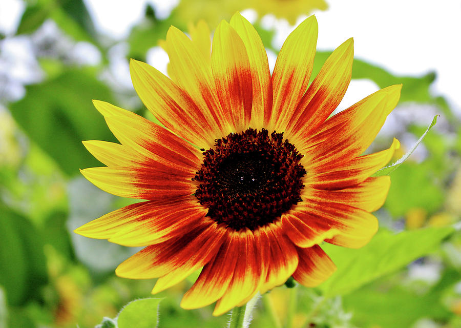 Sunflower Smile Photograph by Cynthia Guinn