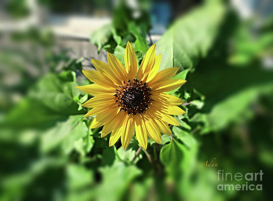 Sunflower Smile Photograph by Felipe Adan Lerma