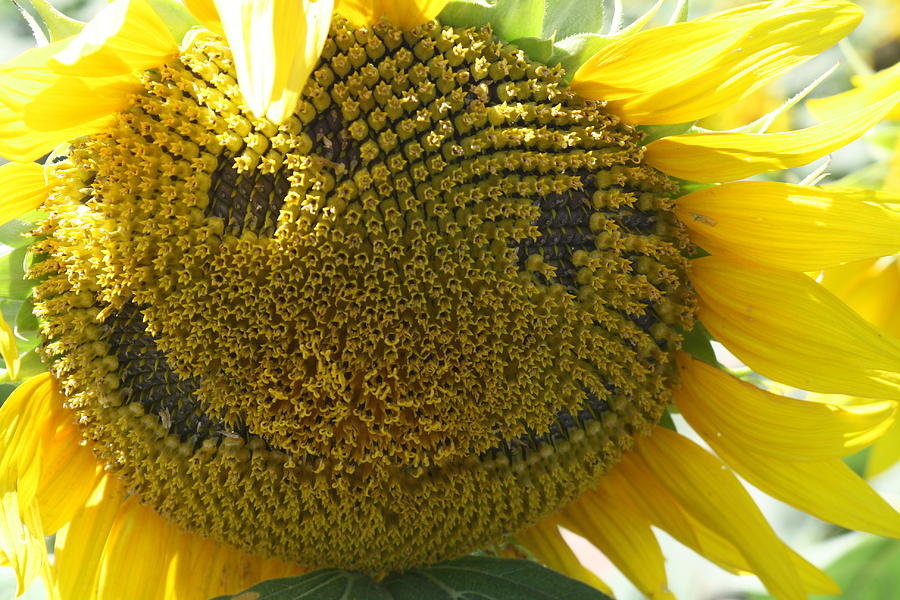 sunflower smiley cushion