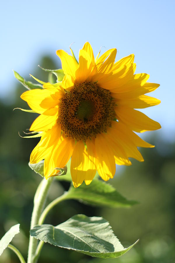Sunflower soaking in the sun Photograph by Karen Ruhl