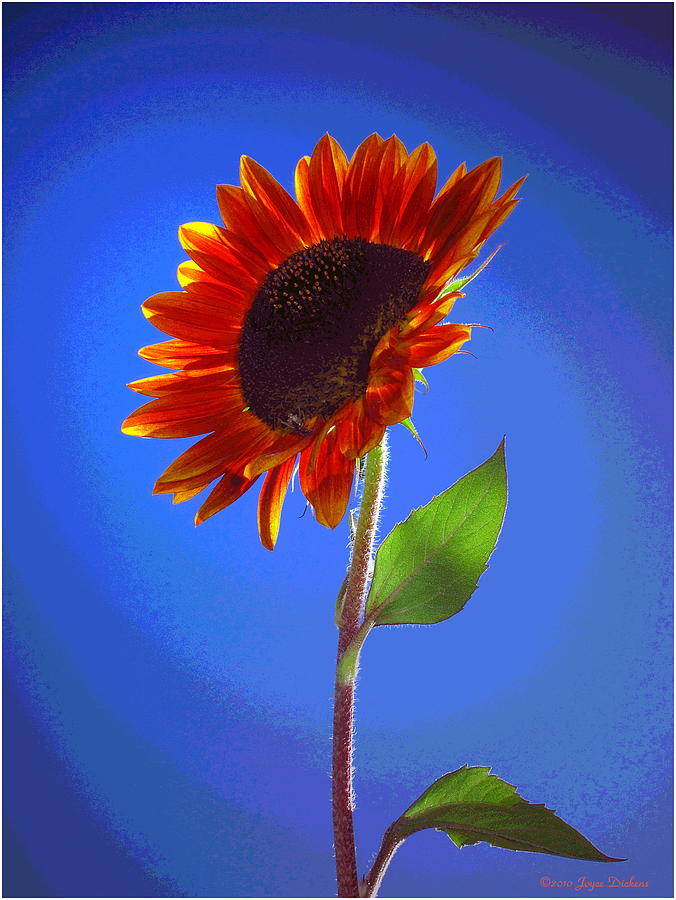sunflower Solitaire Photograph by Joyce Dickens