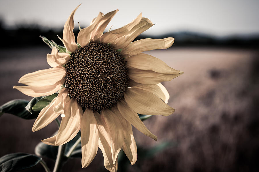 Sunflower Solitude Photograph by Miguel Winterpacht