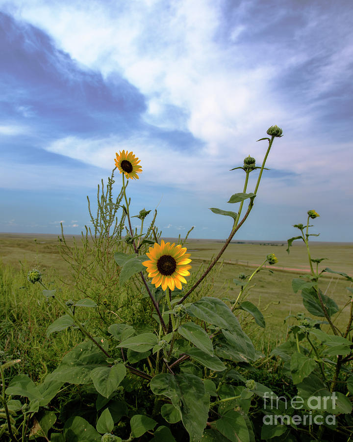 Sunflower South Dakota Photograph by Steven Natanson