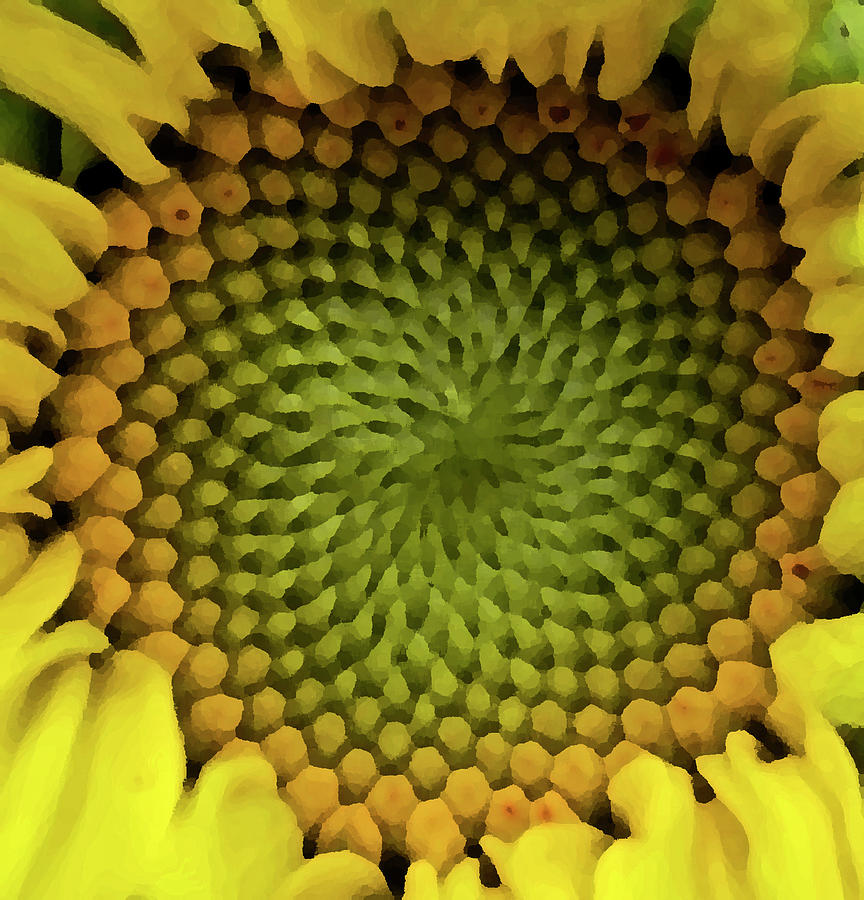 Sunflower Spiral Photograph by ShaddowCat Arts - Sherry