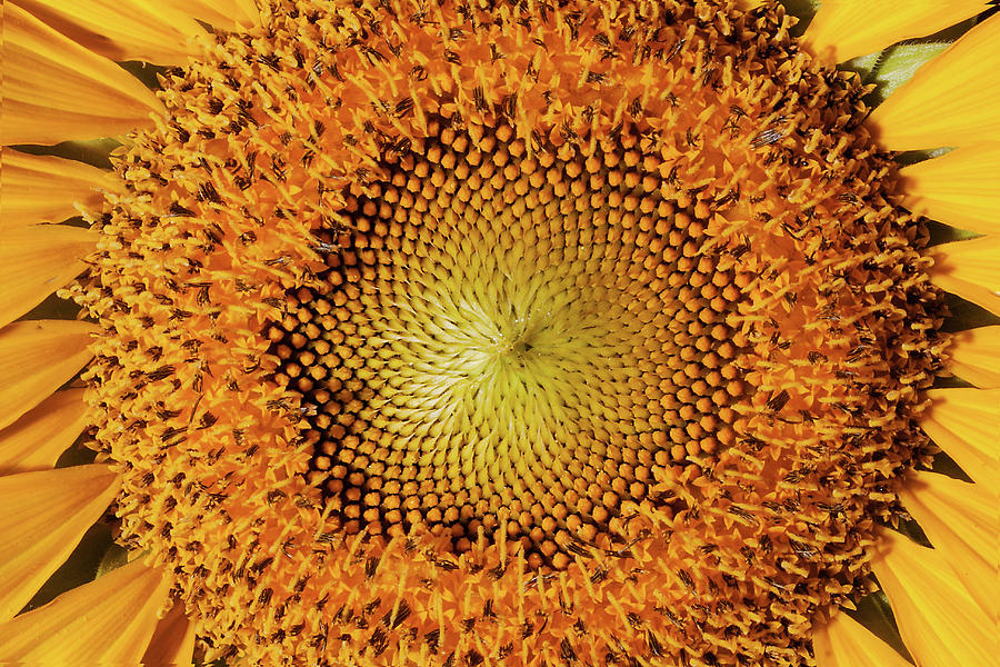 Sunflower Spirals Photograph by Eugene Campbell