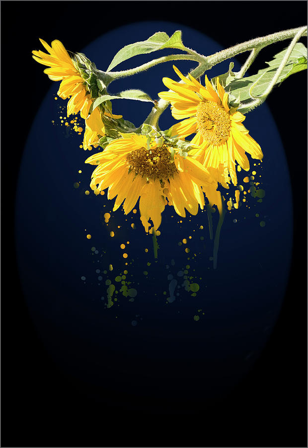 Sunflower Splash Art Photograph