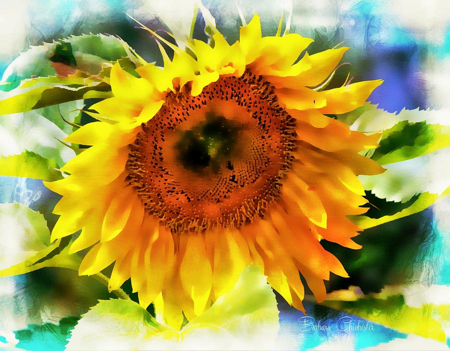 Sunflower Splendor Photograph by Barbara Chichester