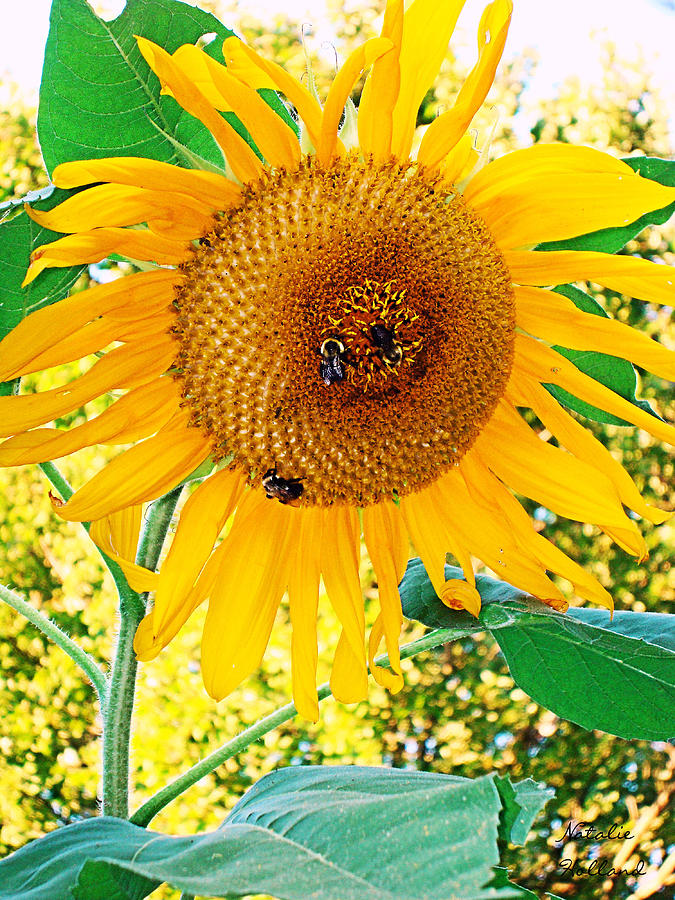 Sunflower Splendor Photograph by Natalie Holland