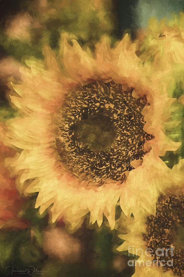 Sunflower Splendor Photograph by Teresa Wilson