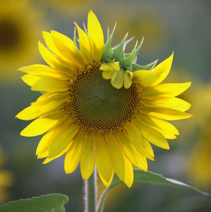 Sunflower Square Photograph by Joseph Skompski