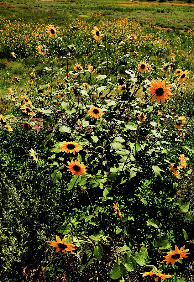Sunflower Stalks Photograph by Scott Sawyer