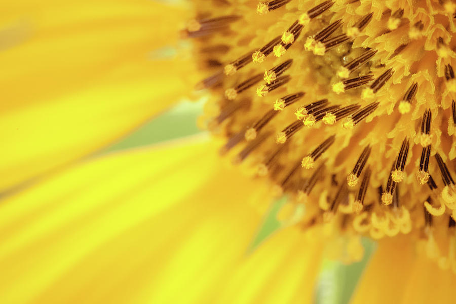 Sunflower Stamens Photograph