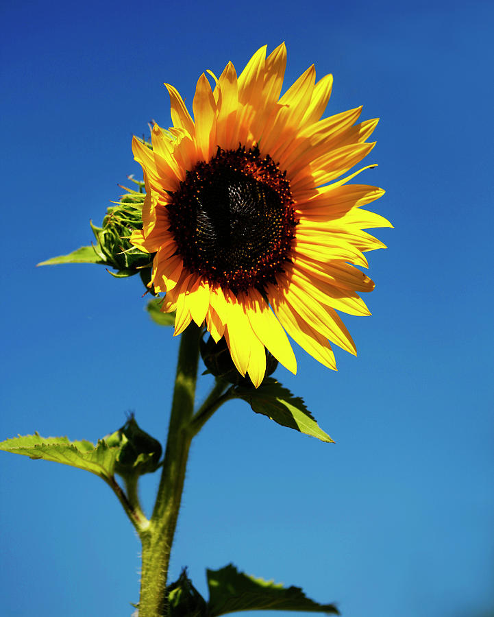 Sunflower Stand Alone Photograph by Marilyn Hunt - Pixels