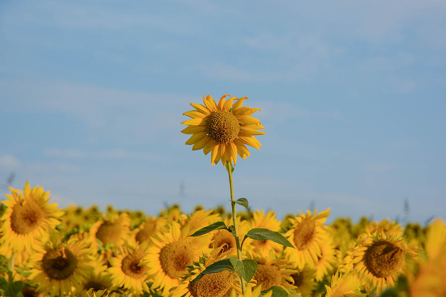 Sunflower standing above the rest Photograph by Nicole Freedman