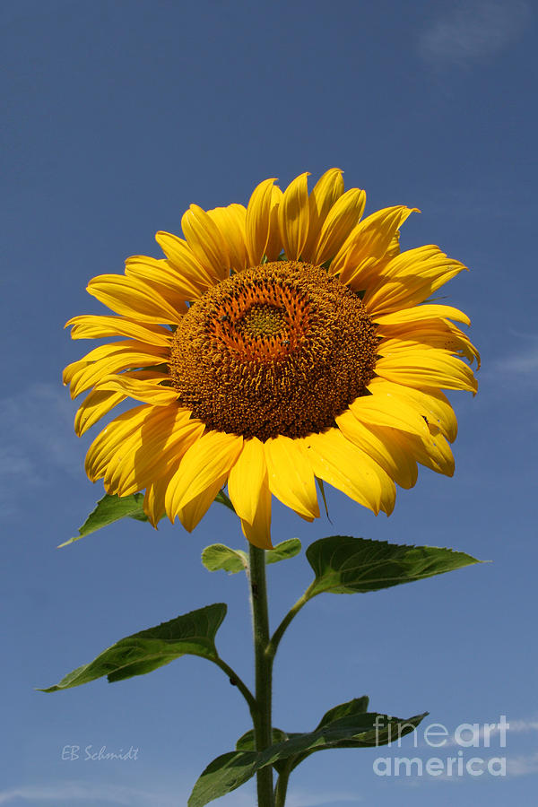 Sunflower Standing Tall Photograph by E B Schmidt