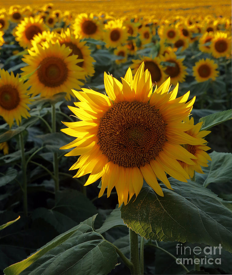 Sunflower Standout Photograph by Betty Morgan