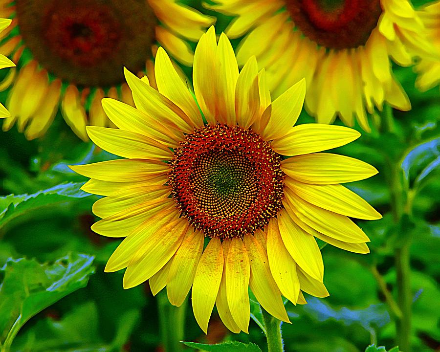 Sunflower Standout Photograph by Karen McKenzie McAdoo