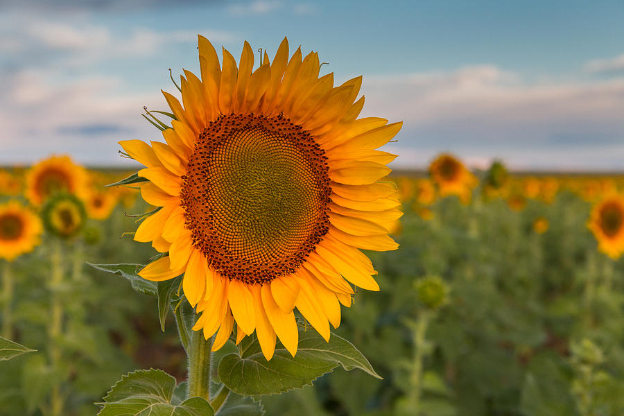 Sunflower Stands Apart Photograph by Tony Hake
