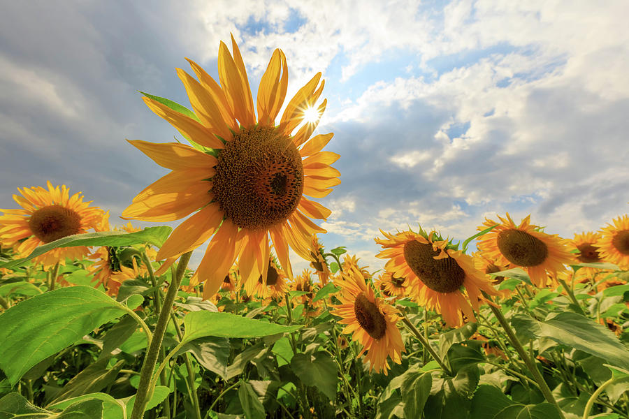 Sunflower Star Photograph by Rob Davies