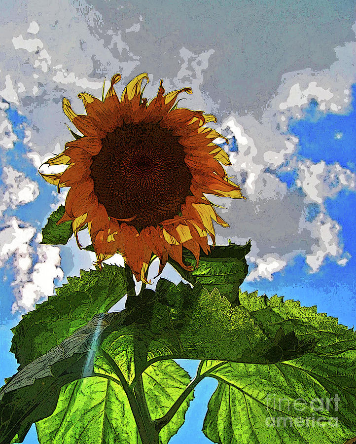 Summer Photograph - Sunflower Staring You in the Eye by George D Gordon III