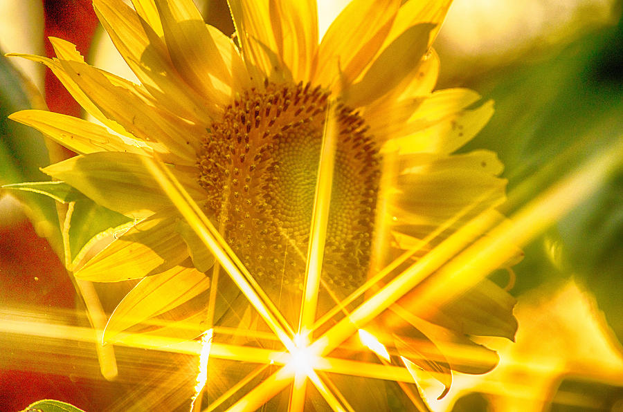 Sunflower Stars #2 Photograph