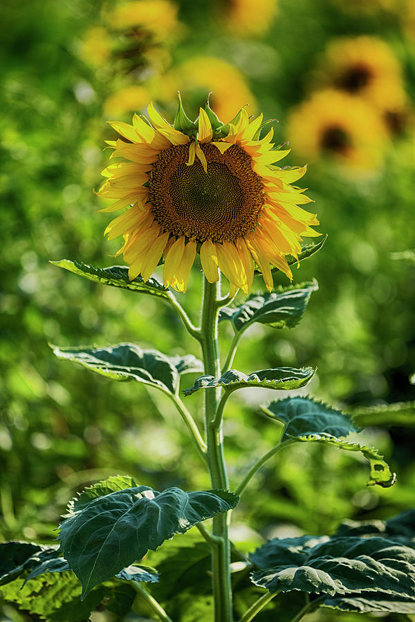 Sunflower Photograph by Stephen Stookey