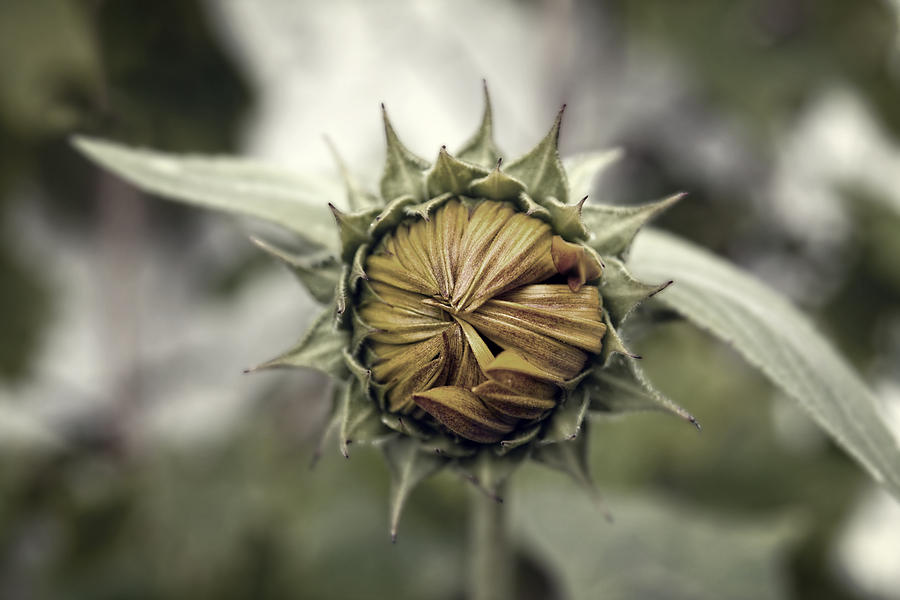 Sunflower Photograph - Sunflower by Steve Ball