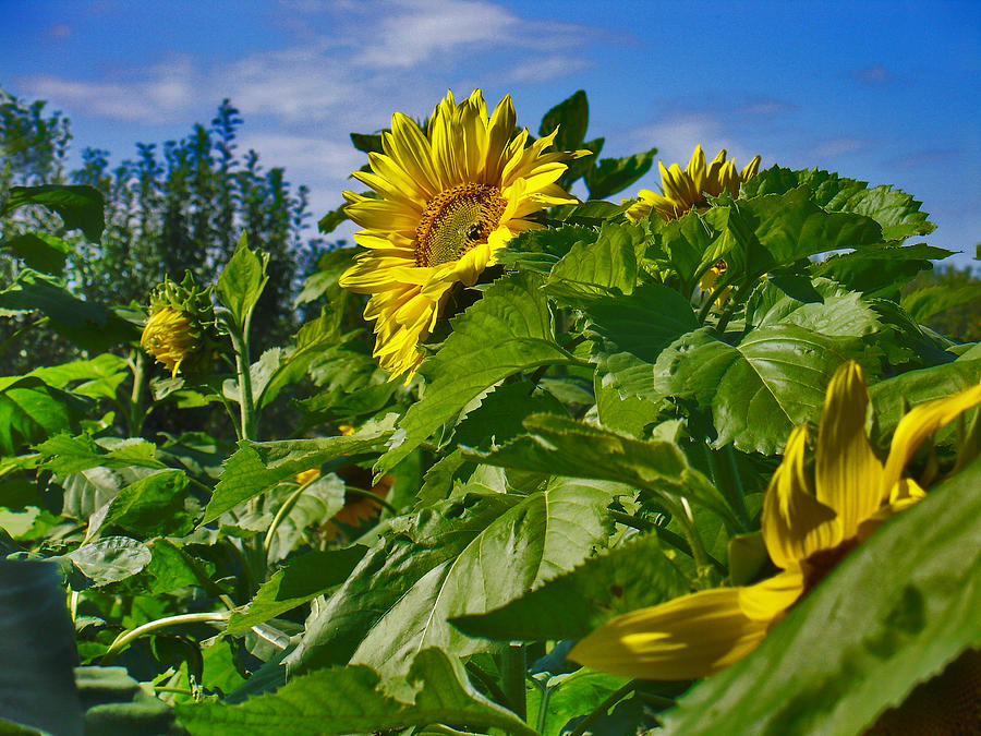 Sunflower Photograph by Steve Karol