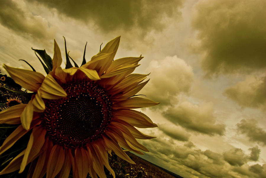 Sunflower Photograph by Grebo Gray