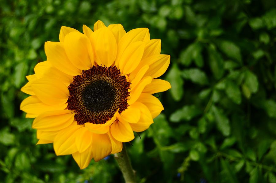 Sunflower Still Life 2 Photograph by Warren Thompson