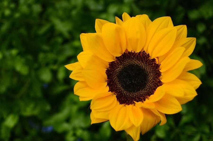 Sunflower Still Life Photograph by Warren Thompson