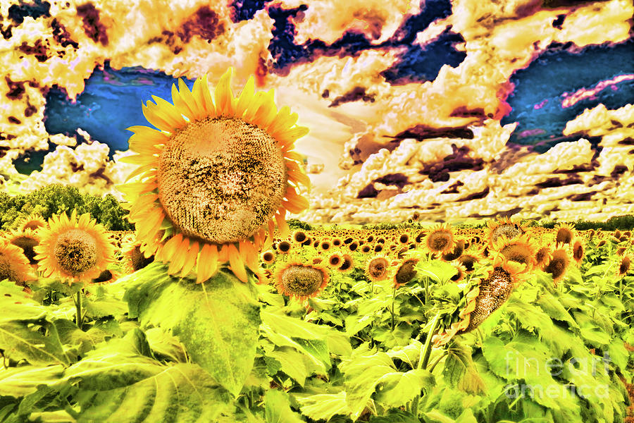 Sunflower Storm Photograph by Diana Raquel Sainz
