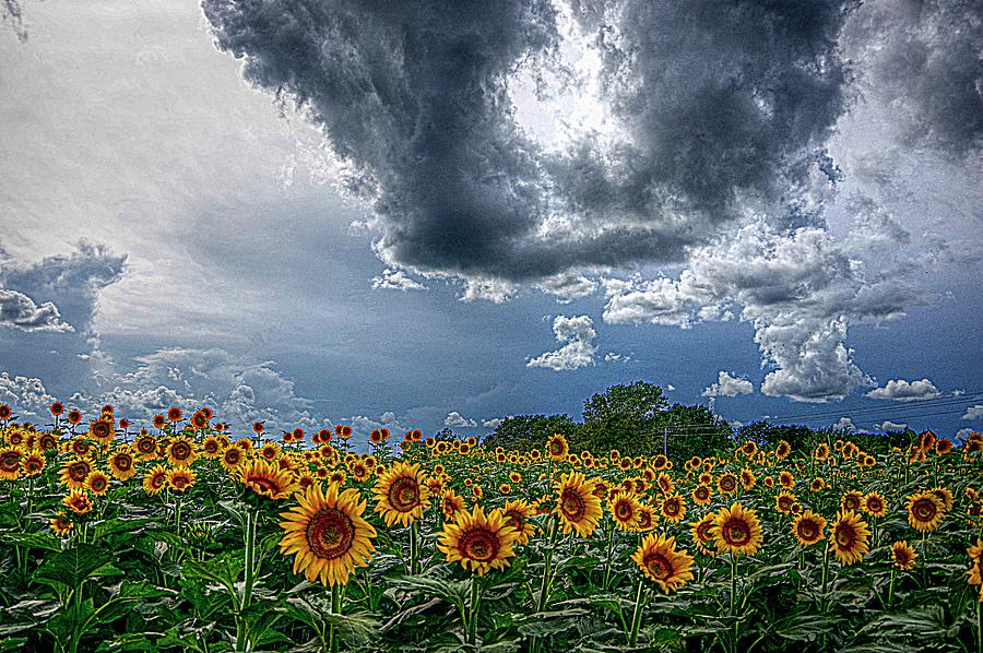 Sunflower Storm Photograph by Karen McKenzie McAdoo