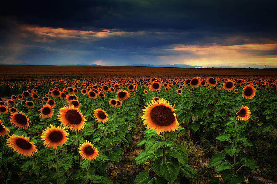 Sunflower Storms Photograph by John De Bord