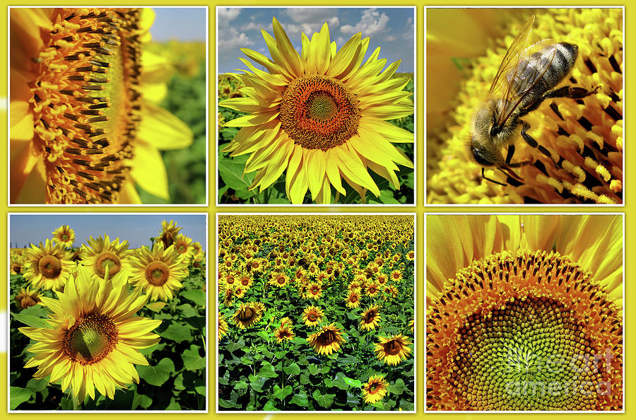 Sunflower Story - Collage Photograph