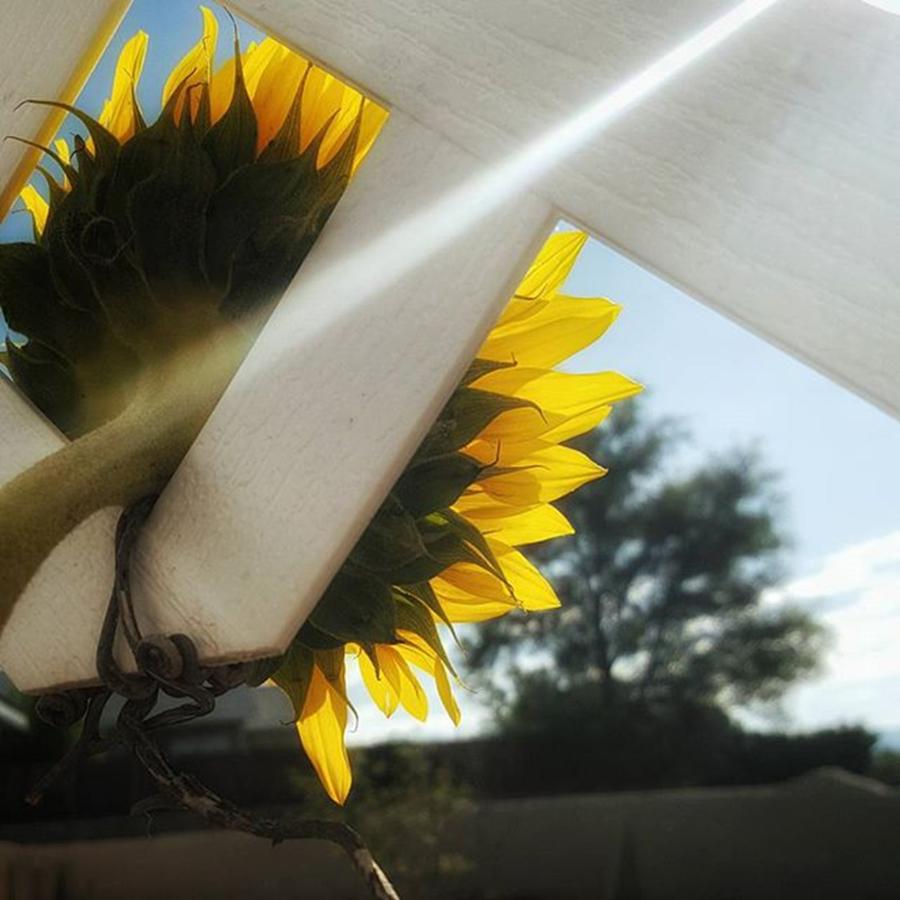 Sunflower Photograph - #sunflower #struggle #bright #angles by Megan Ater