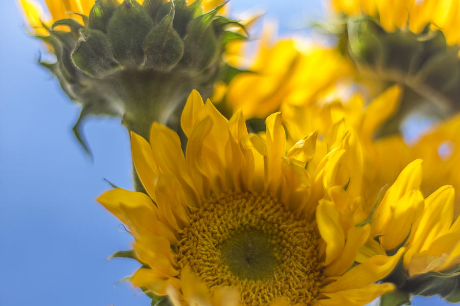 Sunflower Photograph - Sunflower Study 1 by Nathan Seavey Sunflower Photograph - Sunflower Study 1 by Nathan Seavey