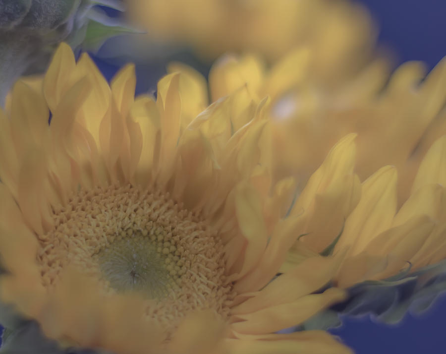 Sunflower Photograph - Sunflower Study 2 by Nathan Seavey Sunflower Photograph - Sunflower Study 2 by Nathan Seavey
