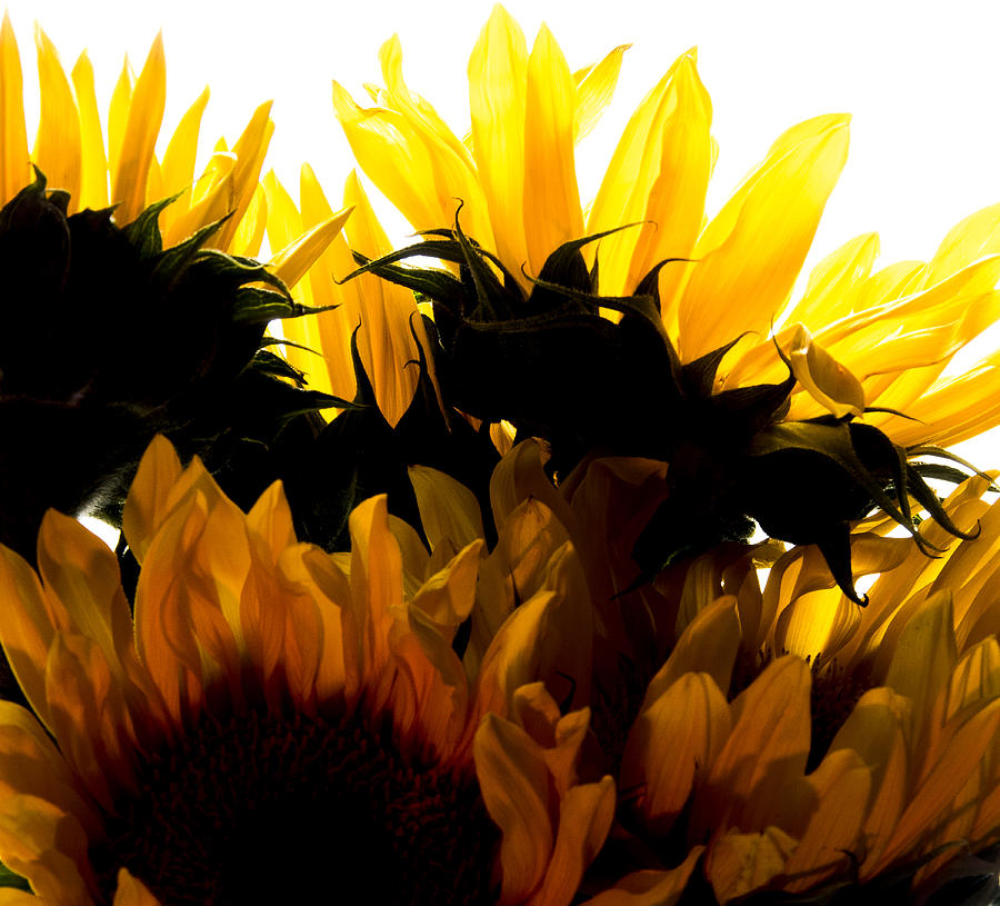 Sunflower Photograph - Sunflower Study 3 by Nathan Seavey Sunflower Photograph - Sunflower Study 3 by Nathan Seavey