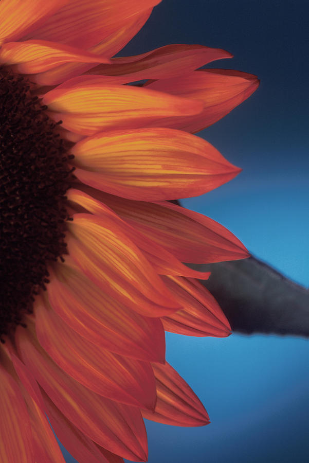 Sunflower Study Photograph by Bob Coates