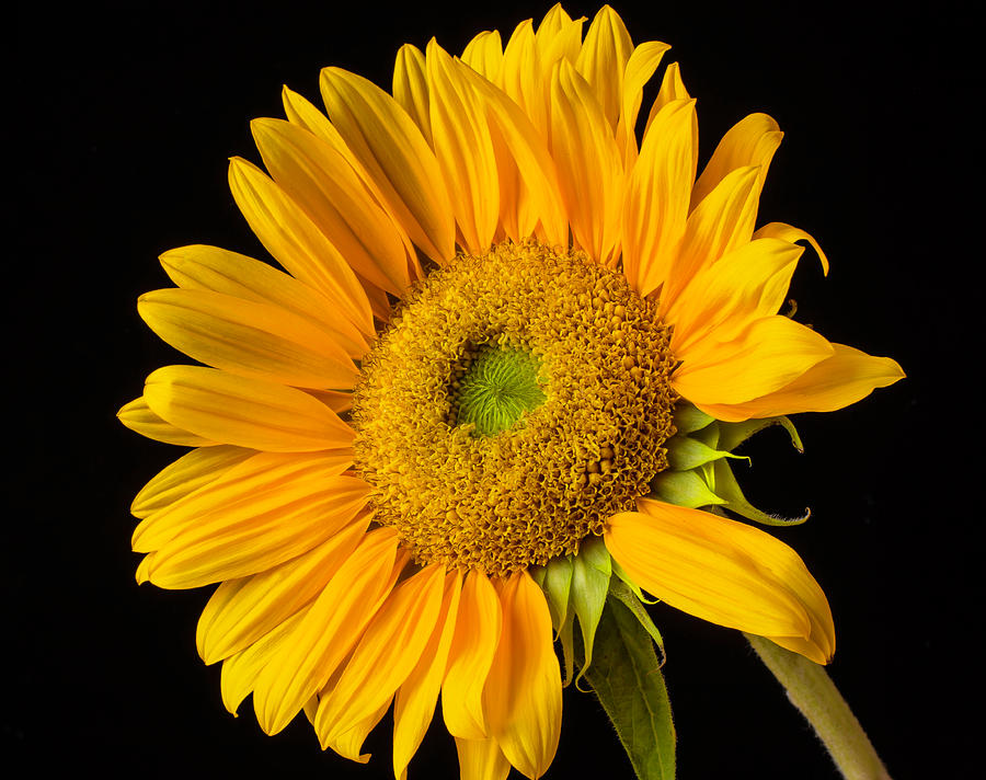 Sunflower Study Photograph by Garry Gay