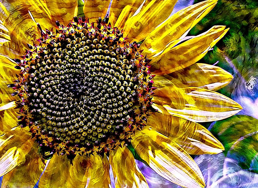 Sunflower Study Photograph by Suzanne Stout