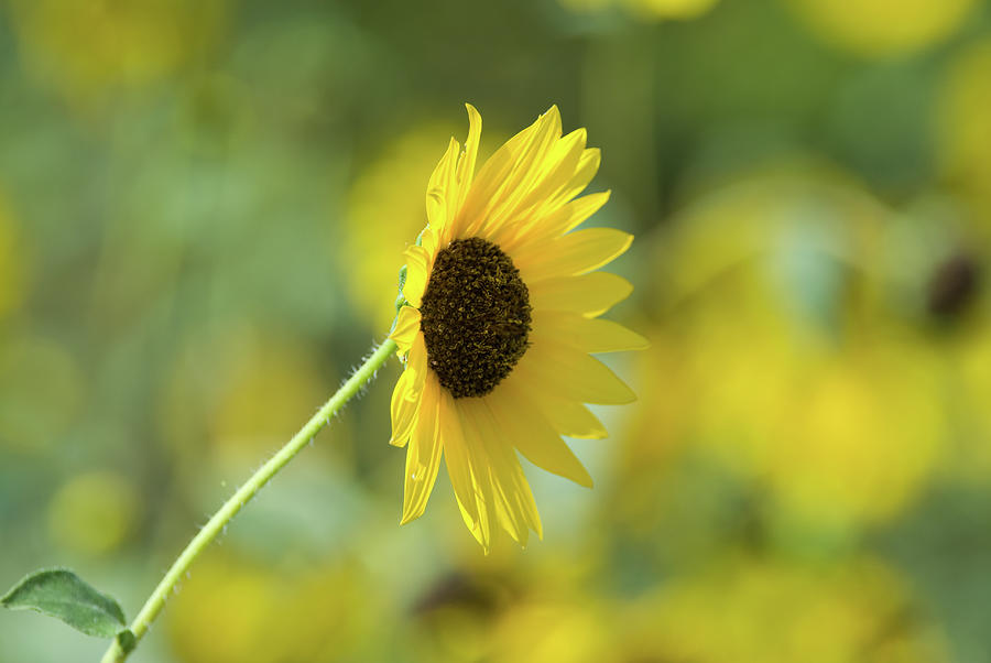 Sunflower Summer Photograph