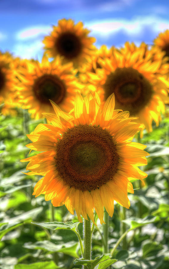 Sunflower Summer Days Photograph by David Pyatt