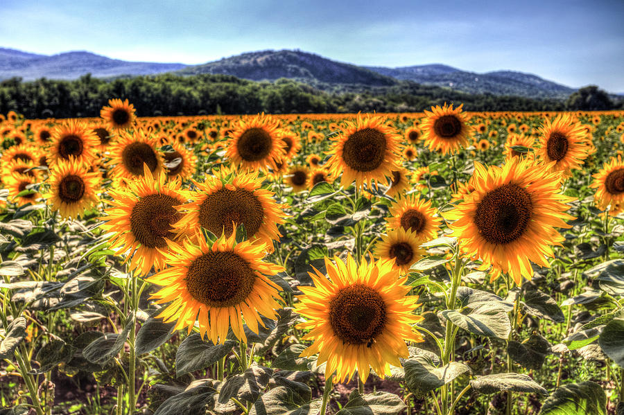 Sunflower Summer Fields Photograph by David Pyatt
